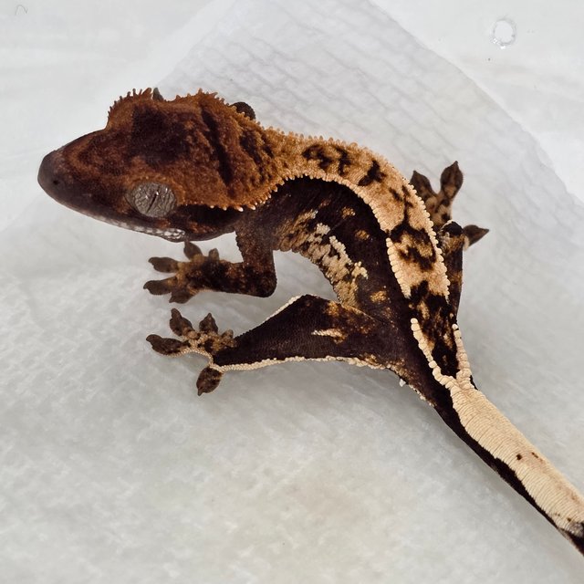 100% Het Axanthic