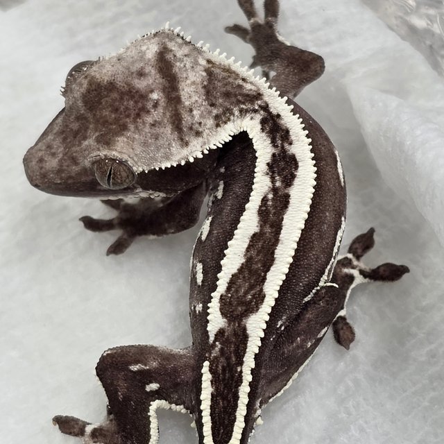 Axanthic