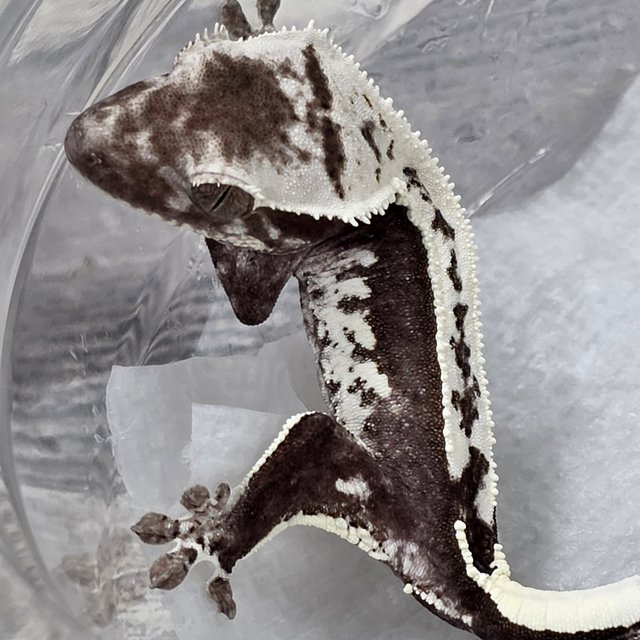 Axanthic