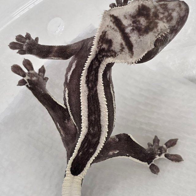 Axanthic