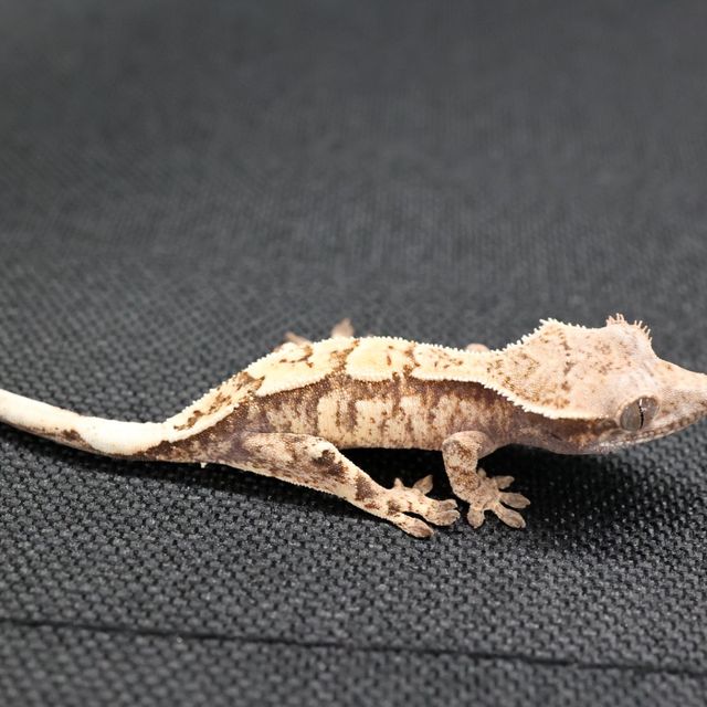 세이블