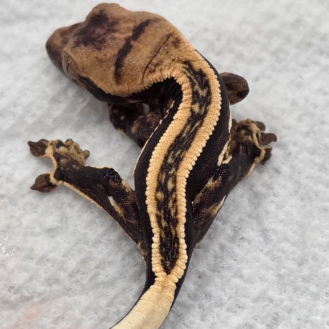 100%헷아잔틱 슈퍼스트라이프 엠티백