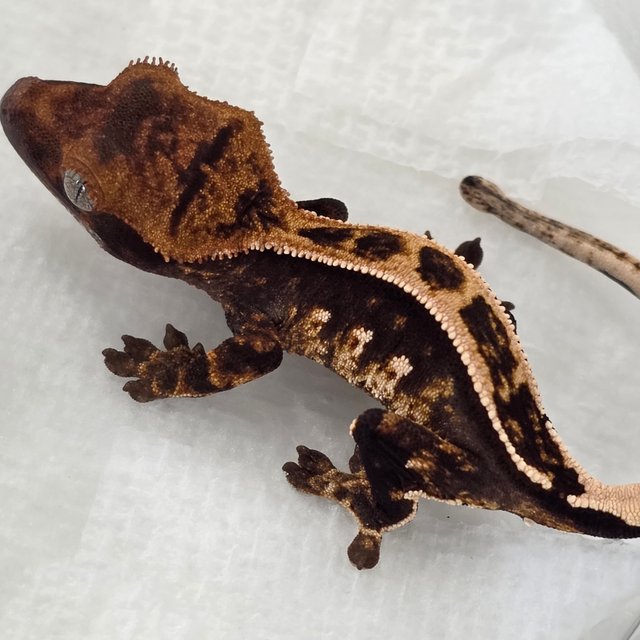 100% Het Axanthic Super Stripe