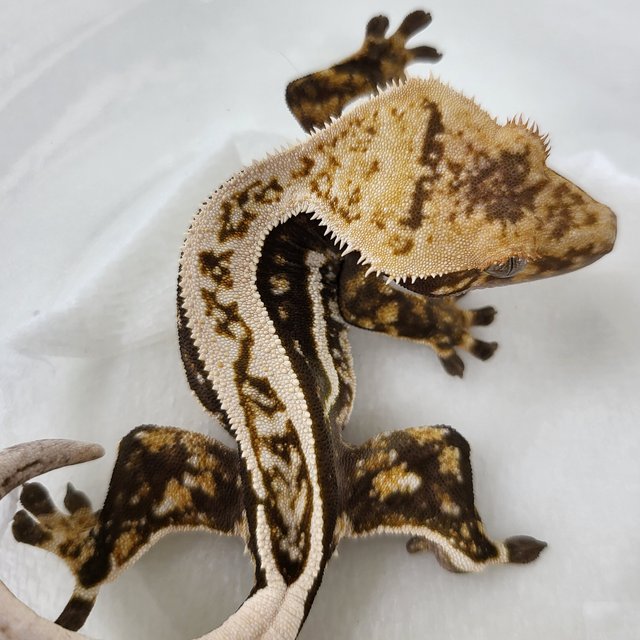 100%헷아잔틱 슈퍼스트라이프 엠티백