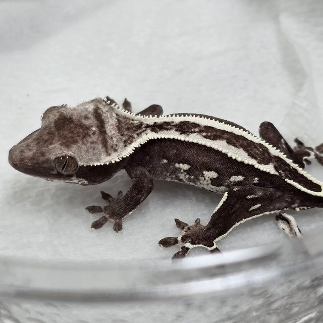 Axanthic