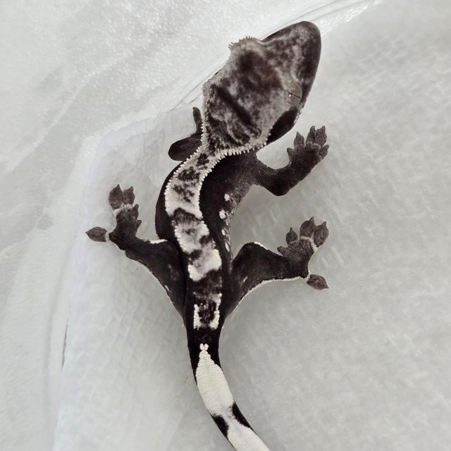 Axanthic