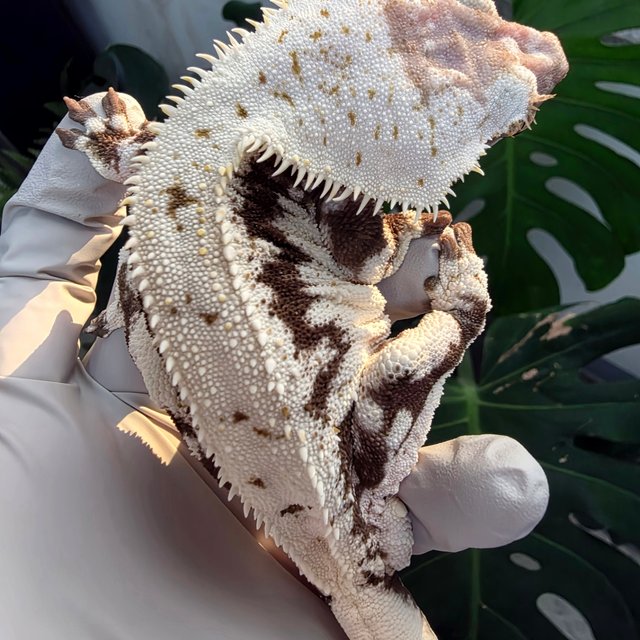 Lilly Axanthic