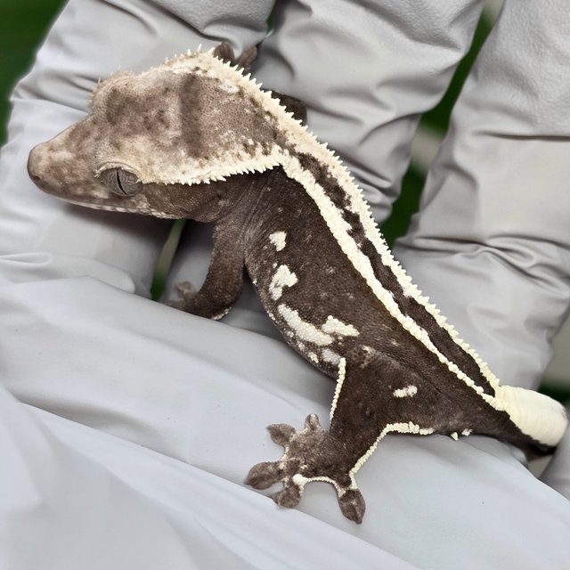 Axanthic Super Stripe Empty Back