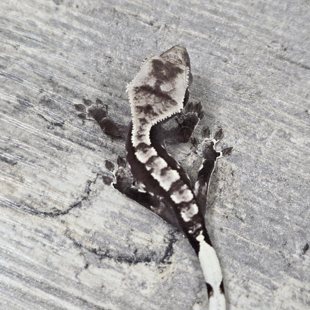 Axanthic