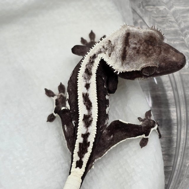 Axanthic