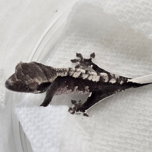 Axanthic