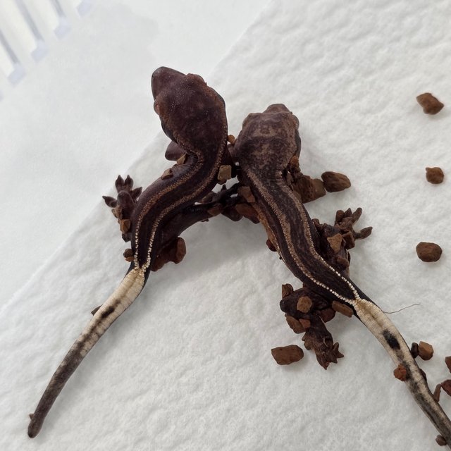 슈퍼스트라이프