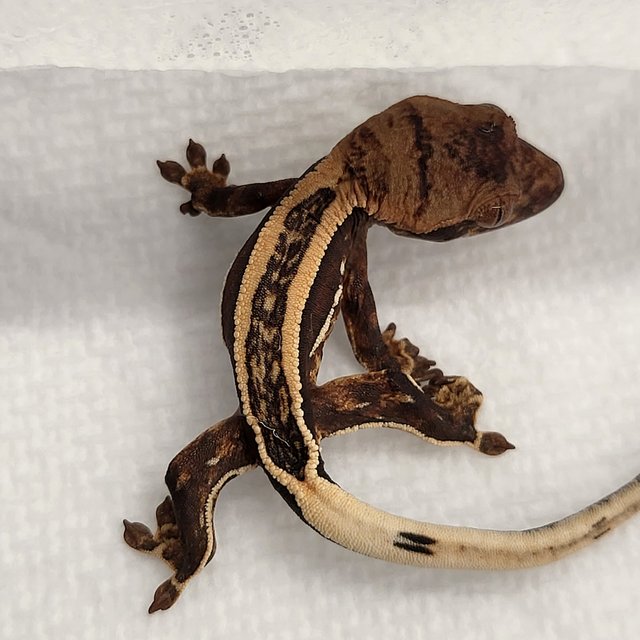 100%헷아잔틱 슈퍼스트라이프 엠티백