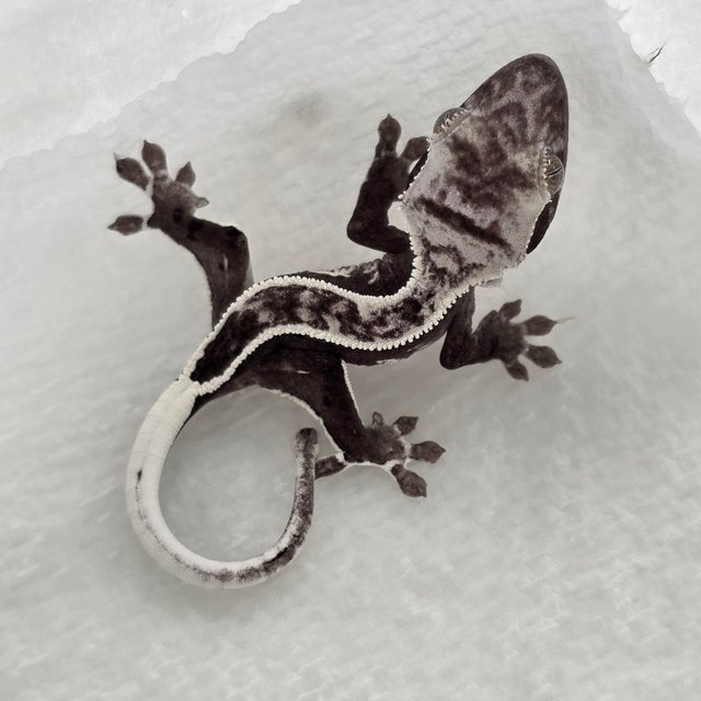 Axanthic