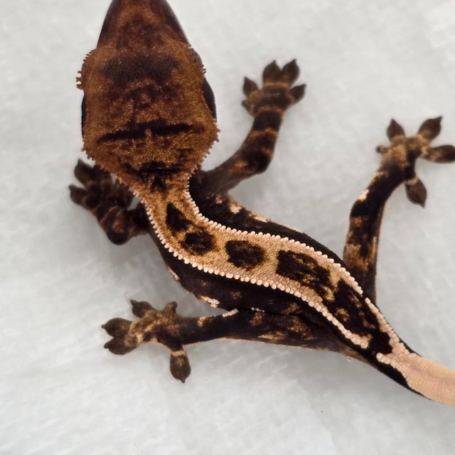 100% Het Axanthic Super Stripe