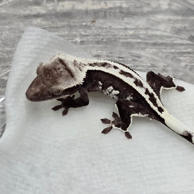 Axanthic