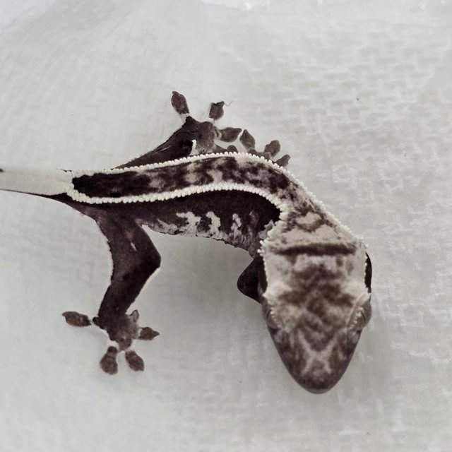 Axanthic