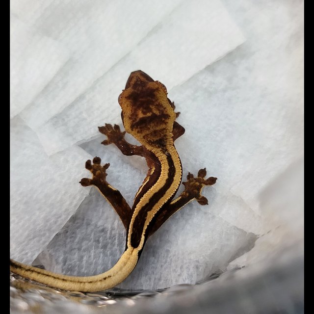 슈퍼스트라이프