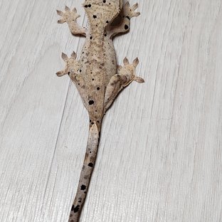 달마시안