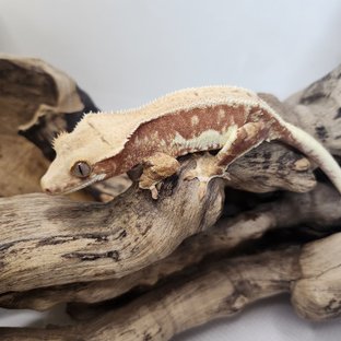 릴리화이트 레드