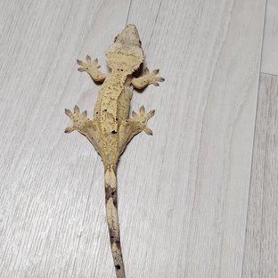 달마시안