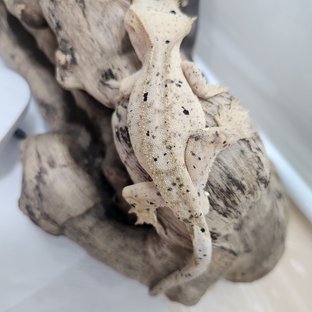 달마시안 슈퍼달마시안