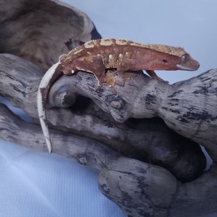 트라이 레드 노멀