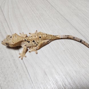 달마시안