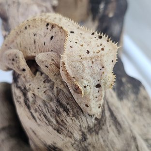 달마시안 슈퍼달마시안