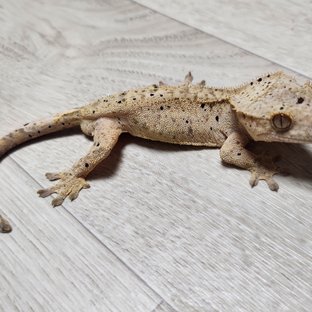 달마시안 슈퍼달마시안