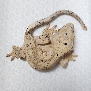 달마시안 슈퍼달마시안