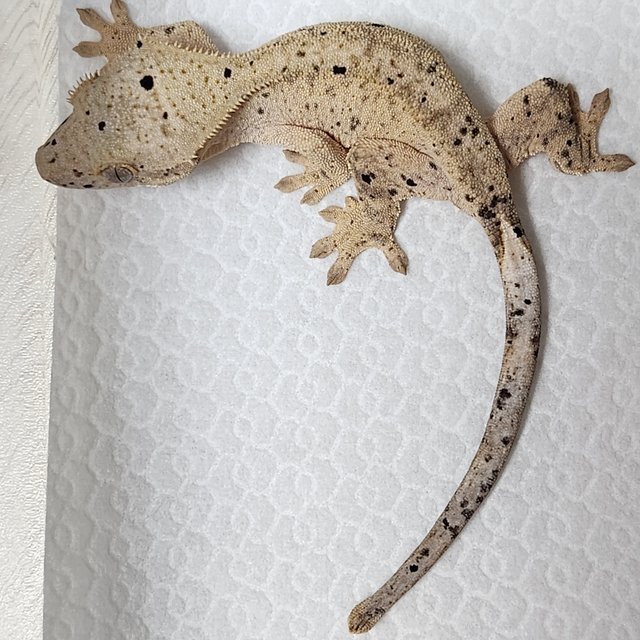 달마시안 슈퍼달마시안