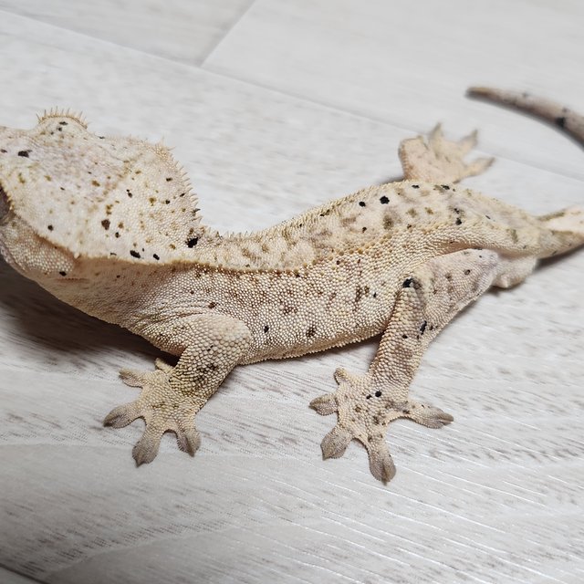 달마시안 슈퍼달마시안