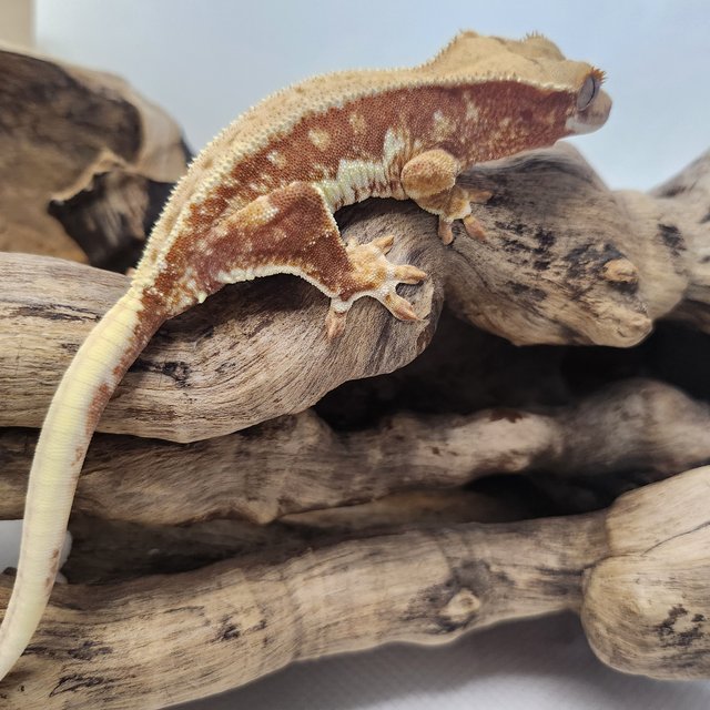 릴리화이트 레드