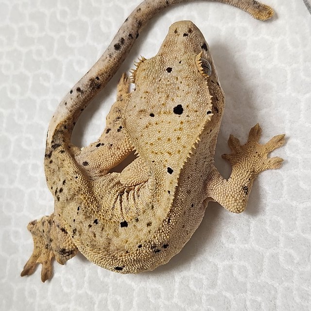 달마시안 슈퍼달마시안