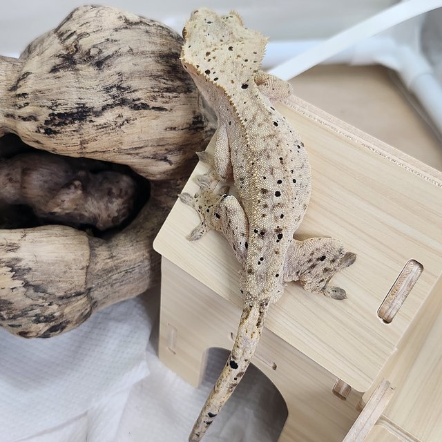 달마시안 슈퍼달마시안