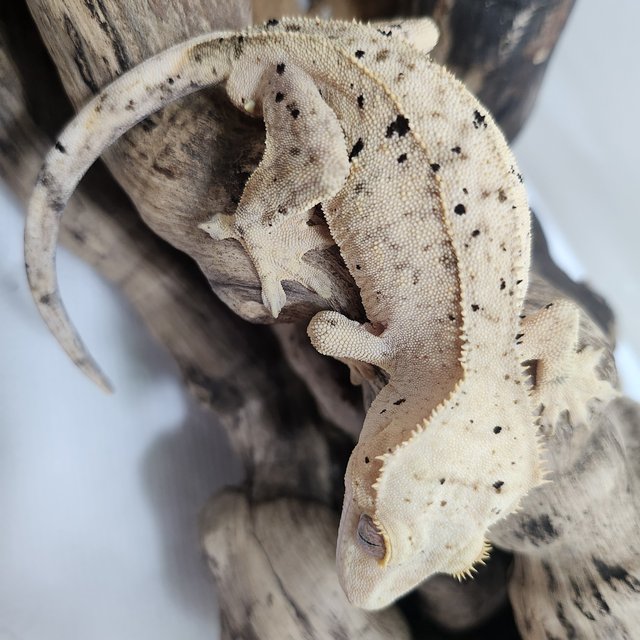 달마시안 슈퍼달마시안