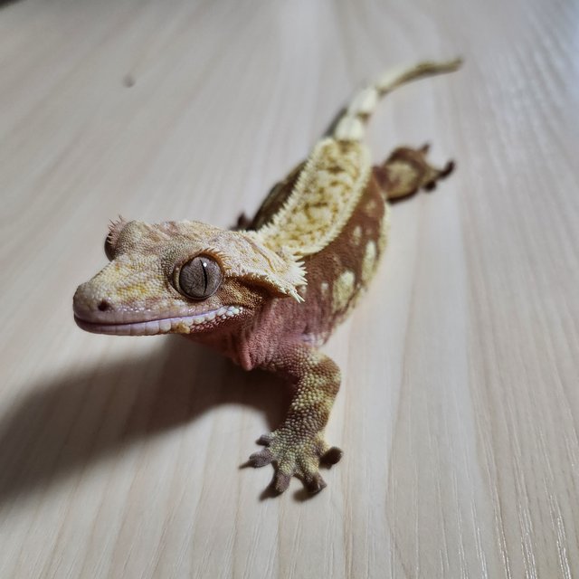 레드 풀핀 노멀