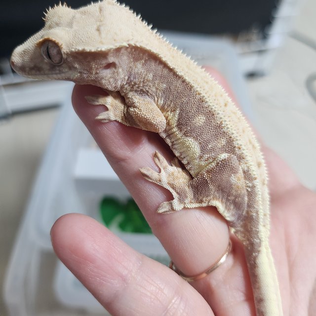 릴리화이트 레드