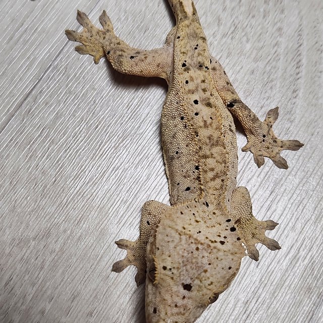 달마시안 슈퍼달마시안