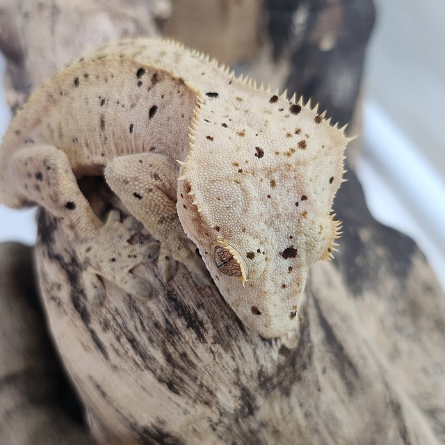 달마시안 슈퍼달마시안