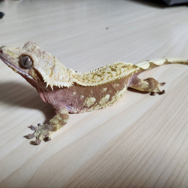 레드 풀핀 노멀