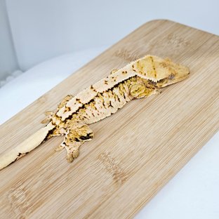 비앙카