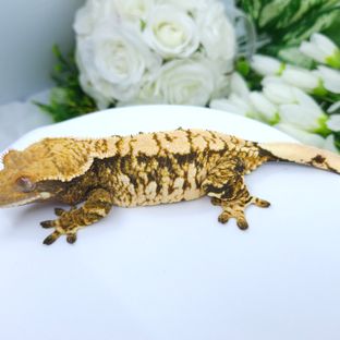 줄리아