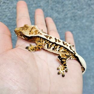 트라이