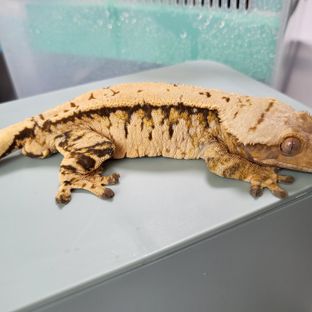 희망이