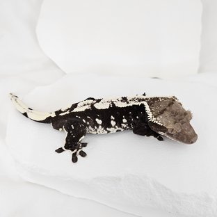 아잔틱