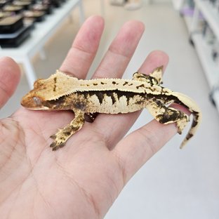 트라이