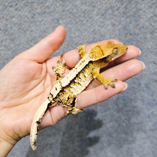 트라이