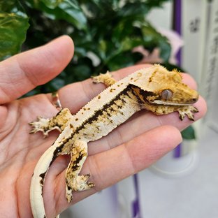 트라이